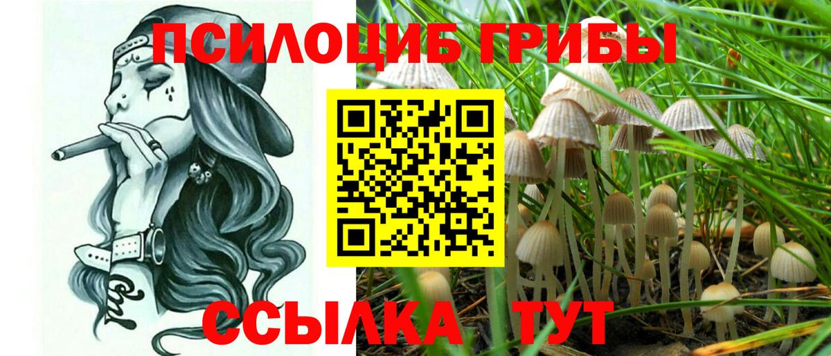 Псилоцибиновые грибы Psilocybe Кызыл